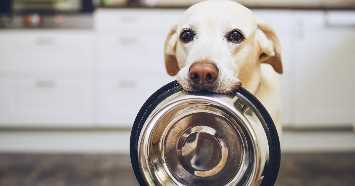 Dog ate moldy outlet food